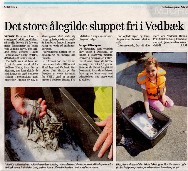 Åleudsætning 2019